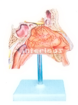 HUMAN NERVES MODEL IS THE NASAL CAVITY